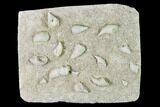 Mississippian Cuneate Coral (Neozaphrentis) Fossils - Arkansas #148605-1